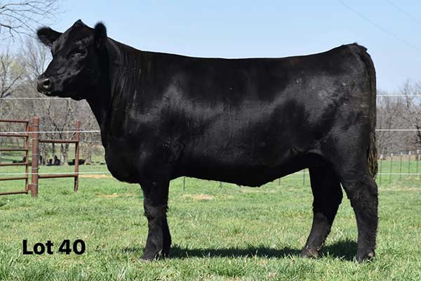 Our Place Enchantress 504